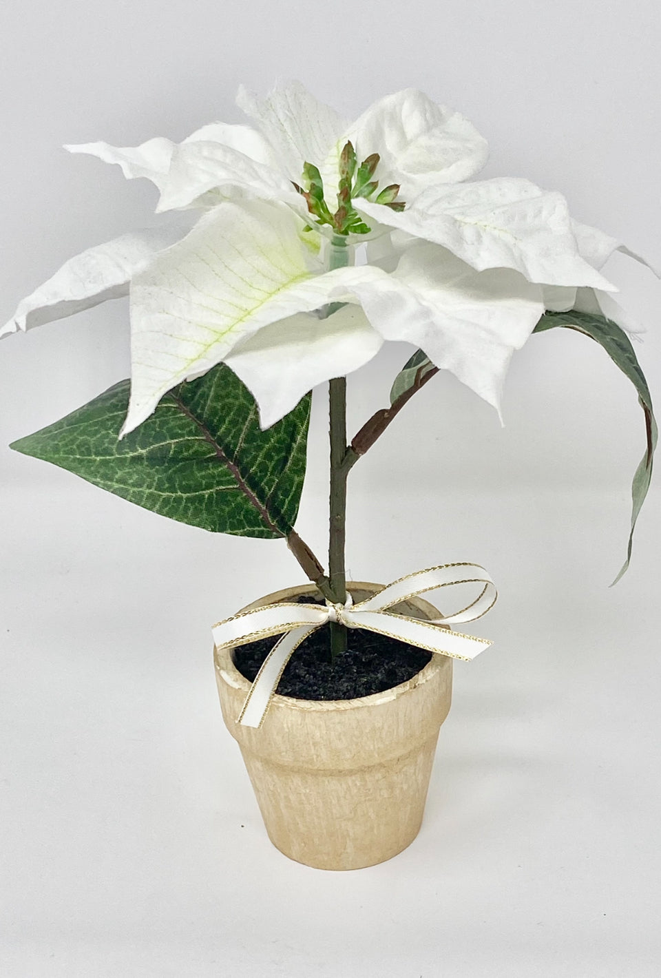 White Mini Poinsettia