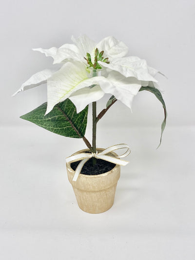 White Mini Poinsettia