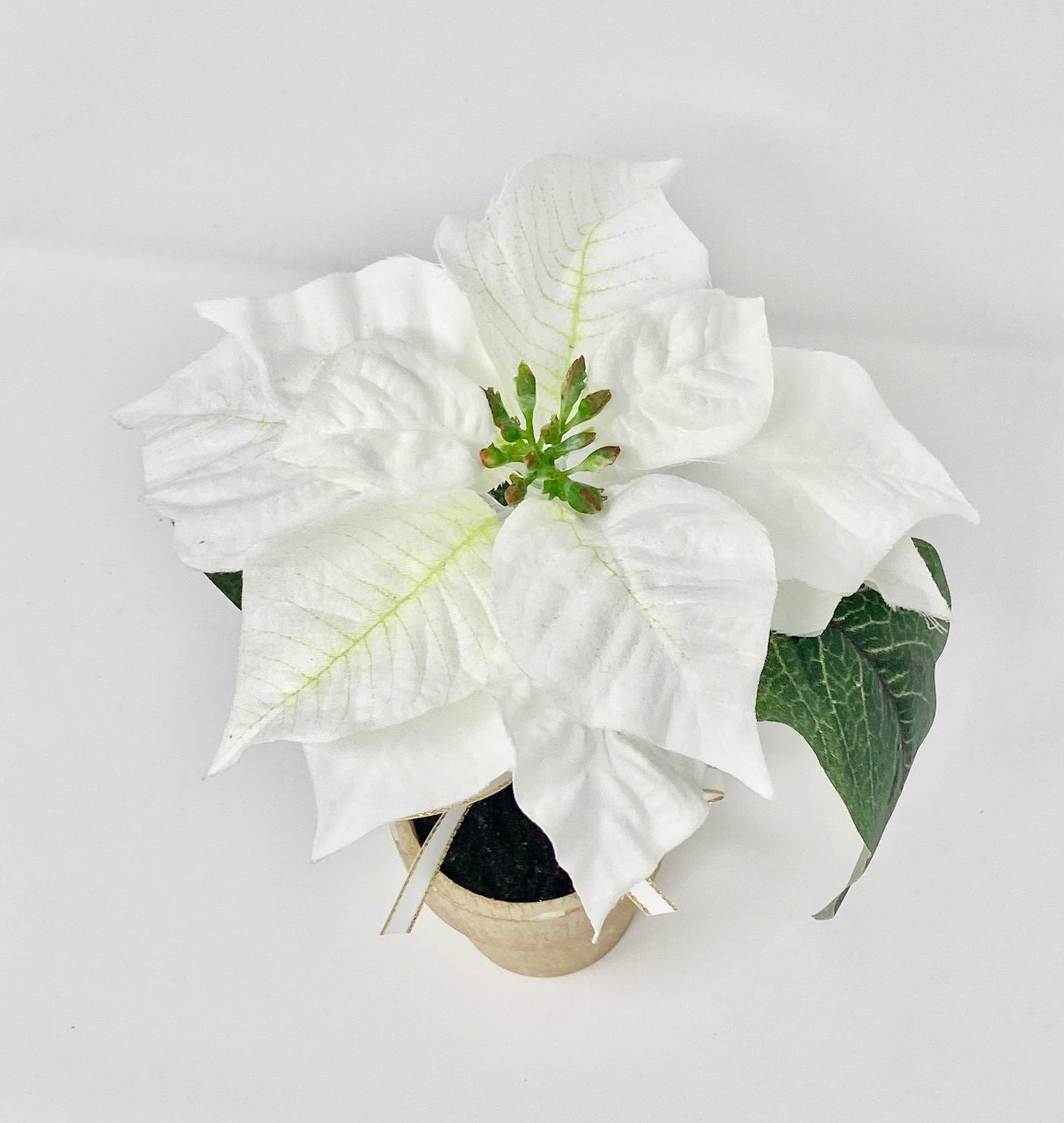 White Mini Poinsettia